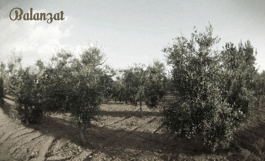 Balanzat - Oliveras